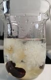 养生膳食