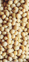 Nice organic soybeans!