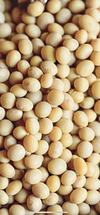 organic soybeans