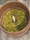 簡單省事豆芽機