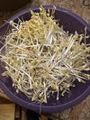 简单、好用、省时间的一款豆芽机