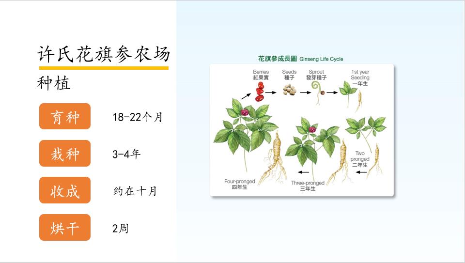 花旗参选购要点